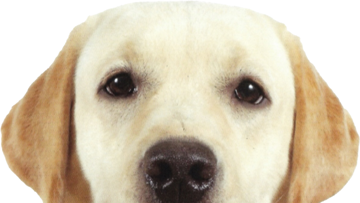 headerlogo